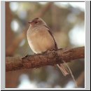 Fringilla coelebs - Buchfink w01.jpg